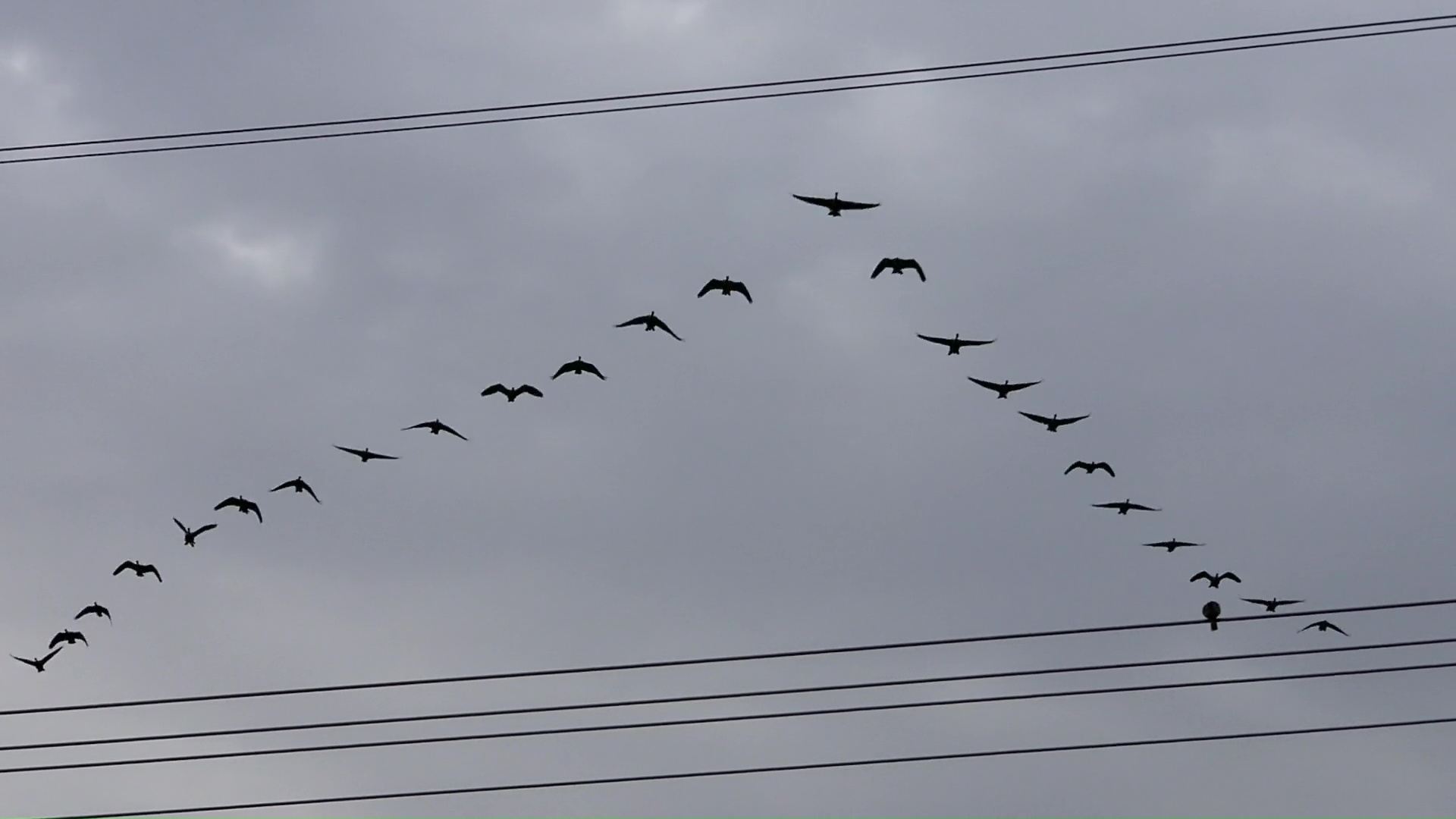 Geese in flight