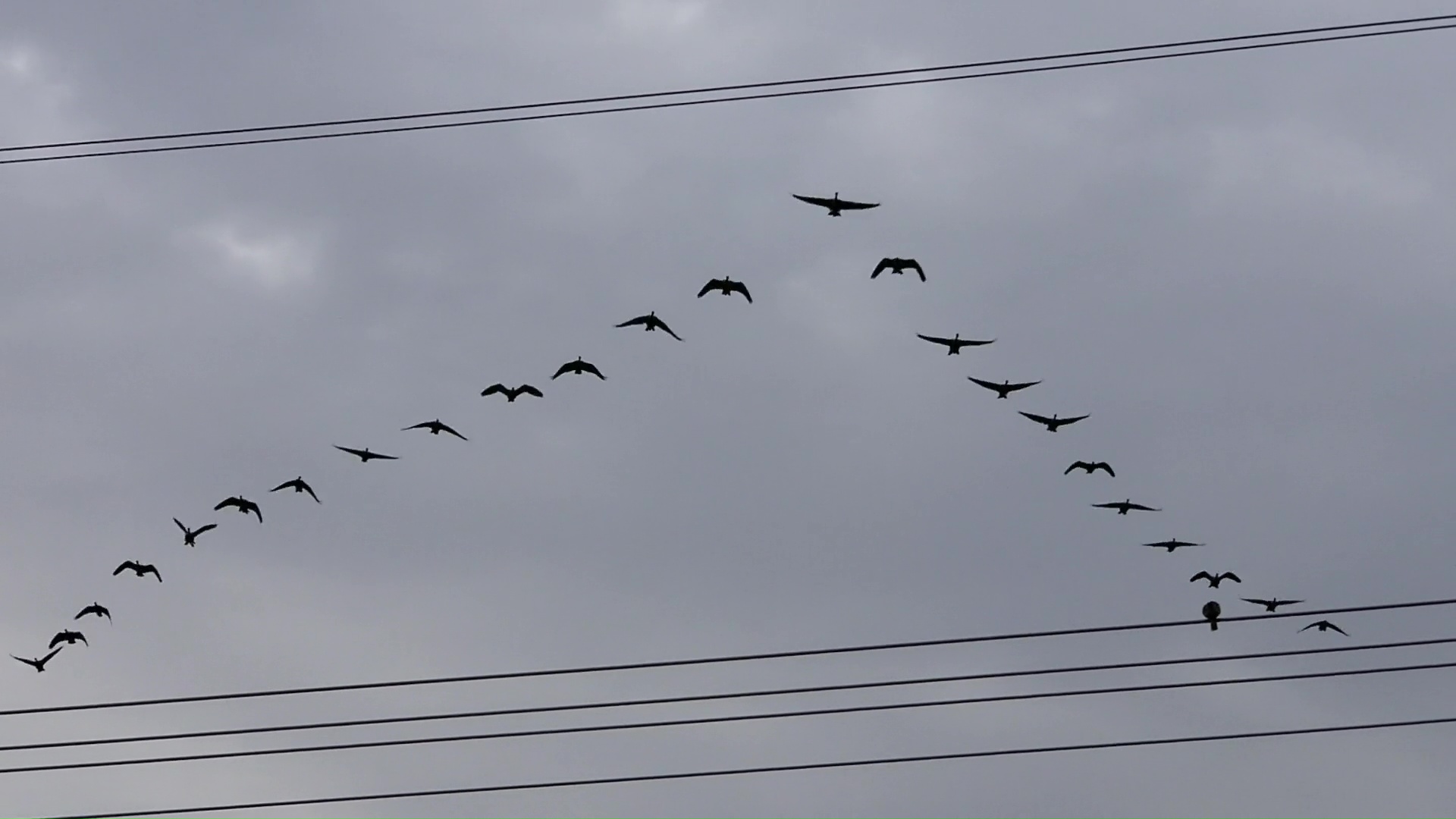 Geese in Flight