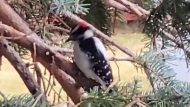 Woodpecker!