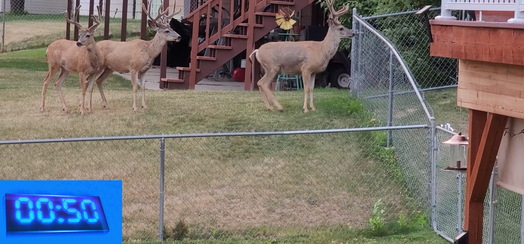 Deer getting ready to jump the fence