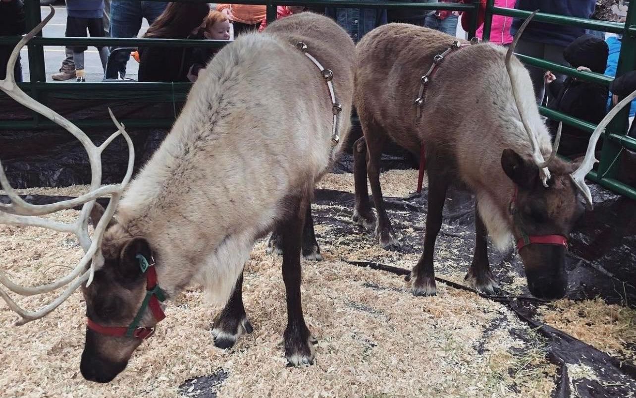 Reindeer in Great Falls