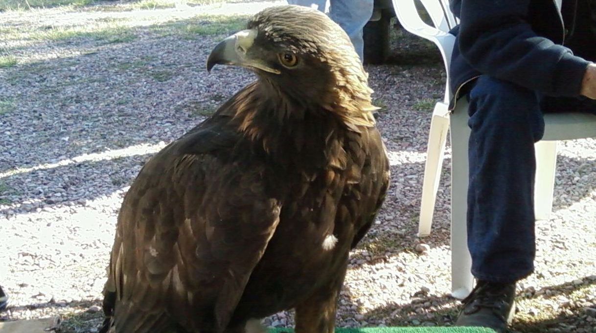 Golden Eagle