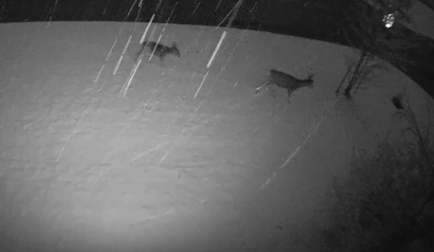 Deer out for a late-night snow walk