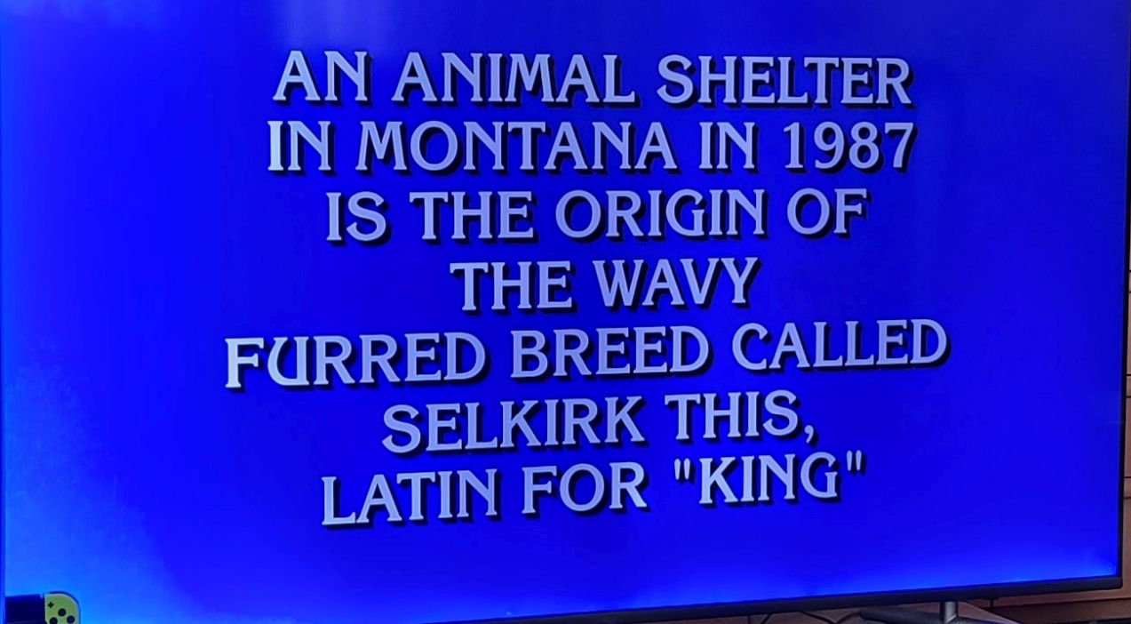 "Selkirk Rex" on Jeopardy!