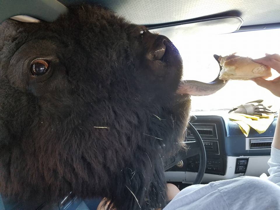 Feeding a large bison!