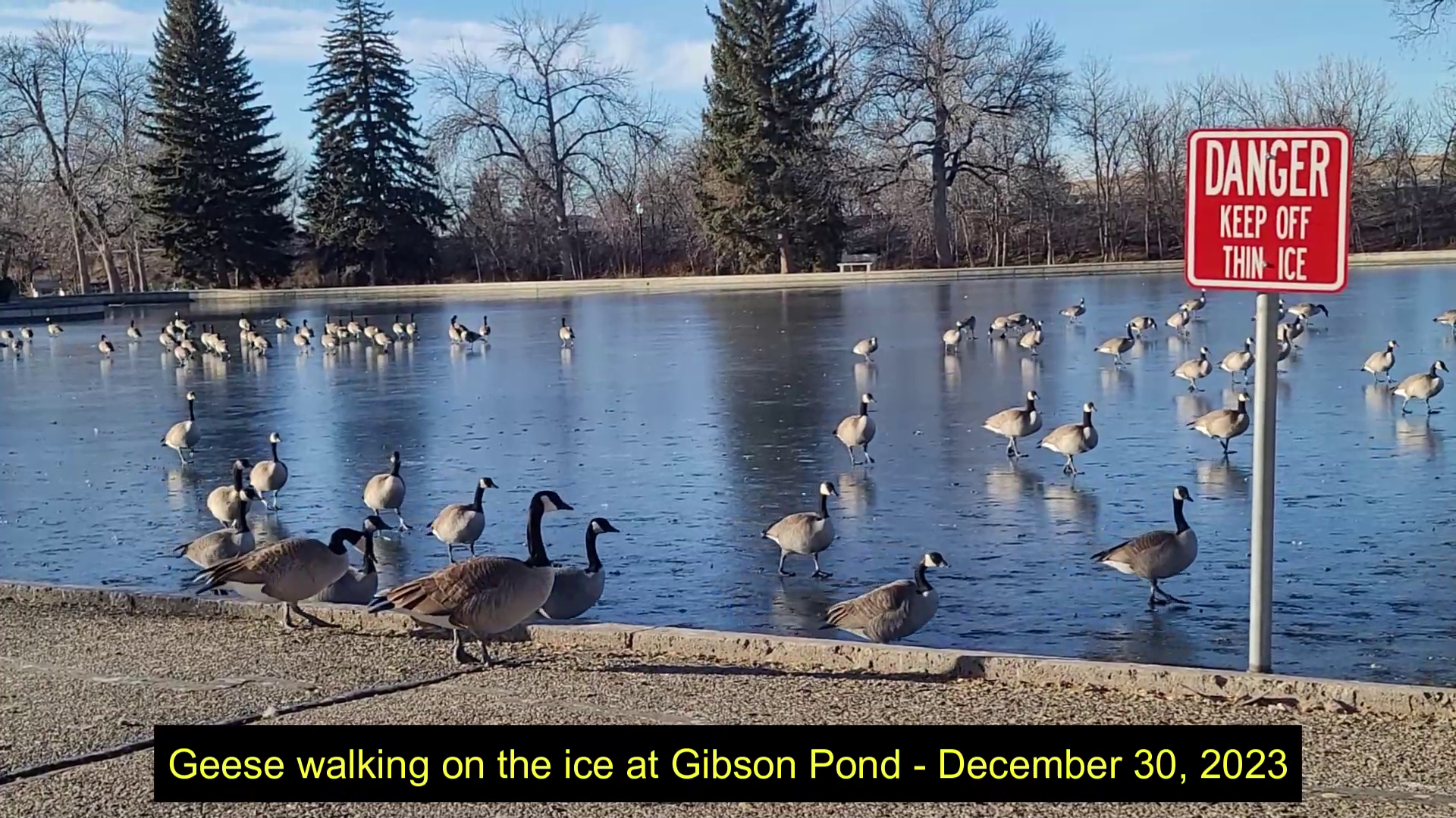 Geese at Gibson Pond