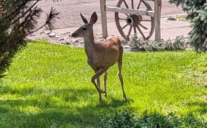 Morning Deer